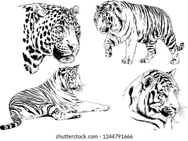 vector drawings sketches different predator , tigers lions cheetahs and leopards are drawn in ink by hand , objects with no background