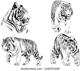 vector drawings sketches different predator , tigers lions cheetahs and leopards are drawn in ink by hand , objects with no background