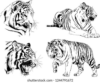 vector drawings sketches different predator , tigers lions cheetahs and leopards are drawn in ink by hand , objects with no background