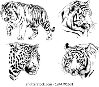 vector drawings sketches different predator , tigers lions cheetahs and leopards are drawn in ink by hand , objects with no background