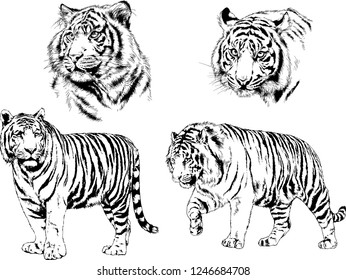 vector drawings sketches different predator , tigers lions cheetahs and leopards are drawn in ink by hand , objects with no background