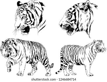 vector drawings sketches different predator , tigers lions cheetahs and leopards are drawn in ink by hand , objects with no background