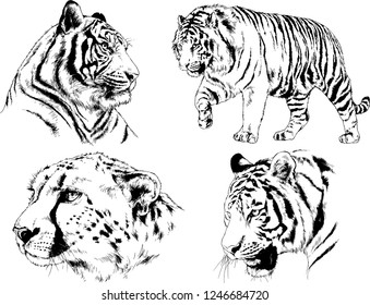 vector drawings sketches different predator , tigers lions cheetahs and leopards are drawn in ink by hand , objects with no background