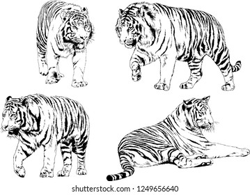 vector drawings sketches different predator , tigers lions cheetahs and leopards are drawn in ink by hand , objects with no background