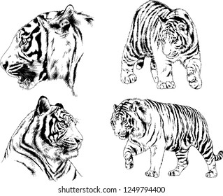 vector drawings sketches different predator , tigers lions cheetahs and leopards are drawn in ink by hand , objects with no background