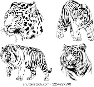 vector drawings sketches different predator , tigers lions cheetahs and leopards are drawn in ink by hand , objects with no background