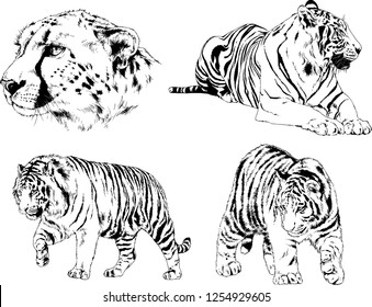 vector drawings sketches different predator , tigers lions cheetahs and leopards are drawn in ink by hand , objects with no background