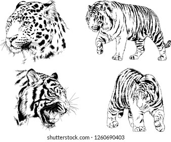 vector drawings sketches different predator , tigers lions cheetahs and leopards are drawn in ink by hand , objects with no background