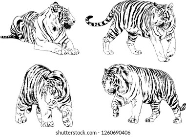 vector drawings sketches different predator , tigers lions cheetahs and leopards are drawn in ink by hand , objects with no background