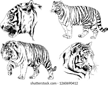 vector drawings sketches different predator , tigers lions cheetahs and leopards are drawn in ink by hand , objects with no background
