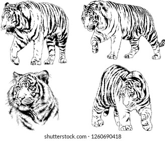 vector drawings sketches different predator , tigers lions cheetahs and leopards are drawn in ink by hand , objects with no background