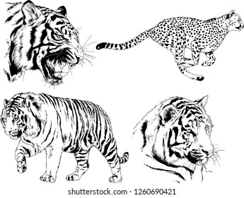 vector drawings sketches different predator , tigers lions cheetahs and leopards are drawn in ink by hand , objects with no background