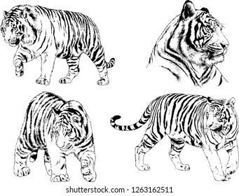 vector drawings sketches different predator , tigers lions cheetahs and leopards are drawn in ink by hand , objects with no background
