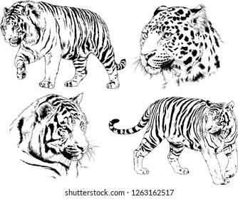 vector drawings sketches different predator , tigers lions cheetahs and leopards are drawn in ink by hand , objects with no background