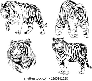 vector drawings sketches different predator , tigers lions cheetahs and leopards are drawn in ink by hand , objects with no background
