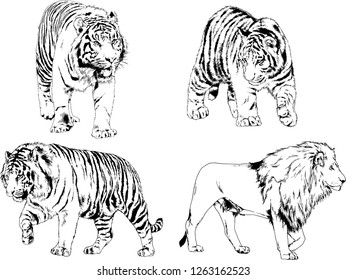 vector drawings sketches different predator , tigers lions cheetahs and leopards are drawn in ink by hand , objects with no background