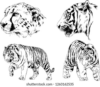vector drawings sketches different predator , tigers lions cheetahs and leopards are drawn in ink by hand , objects with no background
