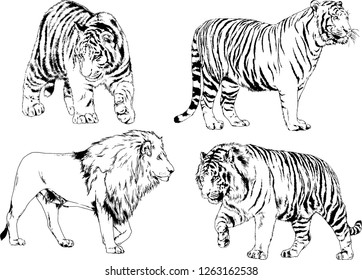vector drawings sketches different predator , tigers lions cheetahs and leopards are drawn in ink by hand , objects with no background