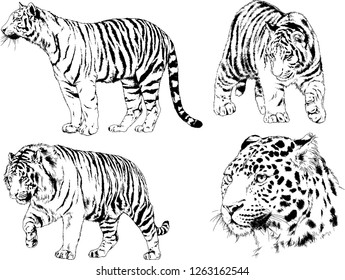 vector drawings sketches different predator , tigers lions cheetahs and leopards are drawn in ink by hand , objects with no background