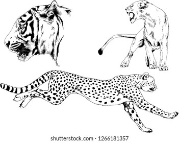 vector drawings sketches different predator , tigers lions cheetahs and leopards are drawn in ink by hand , objects with no background