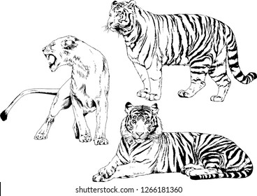 vector drawings sketches different predator , tigers lions cheetahs and leopards are drawn in ink by hand , objects with no background