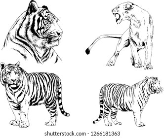 vector drawings sketches different predator , tigers lions cheetahs and leopards are drawn in ink by hand , objects with no background
