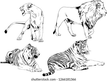 vector drawings sketches different predator , tigers lions cheetahs and leopards are drawn in ink by hand , objects with no background