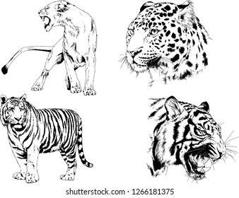 vector drawings sketches different predator , tigers lions cheetahs and leopards are drawn in ink by hand , objects with no background