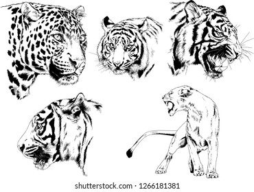 vector drawings sketches different predator , tigers lions cheetahs and leopards are drawn in ink by hand , objects with no background