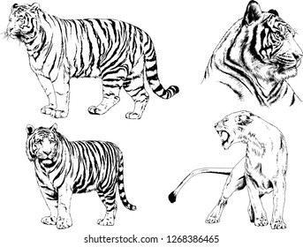 vector drawings sketches different predator , tigers lions cheetahs and leopards are drawn in ink by hand , objects with no background