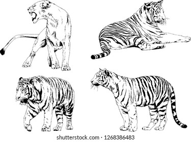vector drawings sketches different predator , tigers lions cheetahs and leopards are drawn in ink by hand , objects with no background