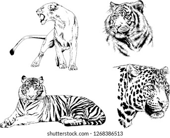 vector drawings sketches different predator , tigers lions cheetahs and leopards are drawn in ink by hand , objects with no background