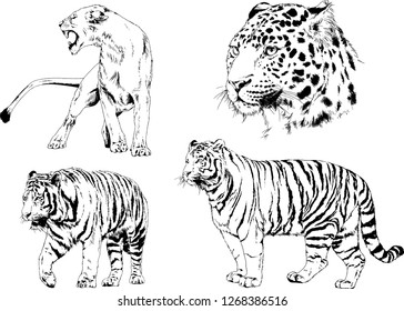 vector drawings sketches different predator , tigers lions cheetahs and leopards are drawn in ink by hand , objects with no background