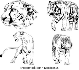 vector drawings sketches different predator , tigers lions cheetahs and leopards are drawn in ink by hand , objects with no background