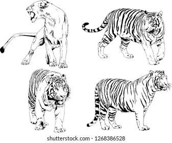 vector drawings sketches different predator , tigers lions cheetahs and leopards are drawn in ink by hand , objects with no background
