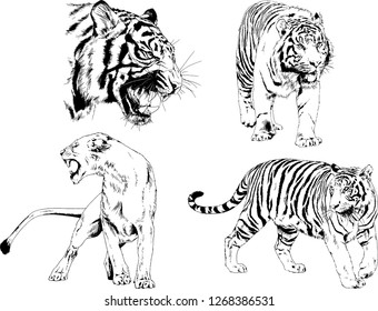 vector drawings sketches different predator , tigers lions cheetahs and leopards are drawn in ink by hand , objects with no background