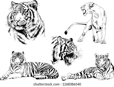 Set Vector Drawings On Theme Predators Stock Vector (Royalty Free ...