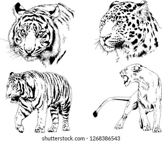 vector drawings sketches different predator , tigers lions cheetahs and leopards are drawn in ink by hand , objects with no background