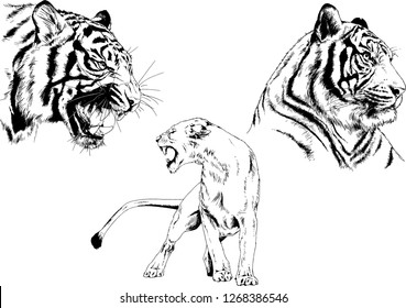 vector drawings sketches different predator , tigers lions cheetahs and leopards are drawn in ink by hand , objects with no background