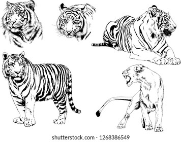 vector drawings sketches different predator , tigers lions cheetahs and leopards are drawn in ink by hand , objects with no background