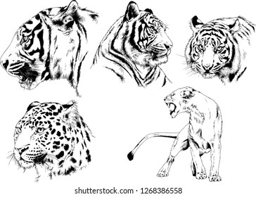 vector drawings sketches different predator , tigers lions cheetahs and leopards are drawn in ink by hand , objects with no background