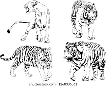 vector drawings sketches different predator , tigers lions cheetahs and leopards are drawn in ink by hand , objects with no background