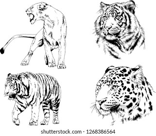 vector drawings sketches different predator , tigers lions cheetahs and leopards are drawn in ink by hand , objects with no background