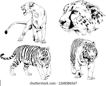 vector drawings sketches different predator , tigers lions cheetahs and leopards are drawn in ink by hand , objects with no background