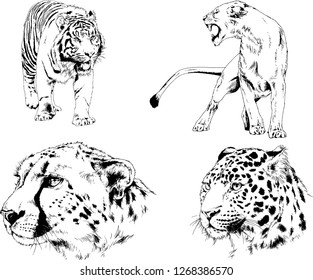 vector drawings sketches different predator , tigers lions cheetahs and leopards are drawn in ink by hand , objects with no background