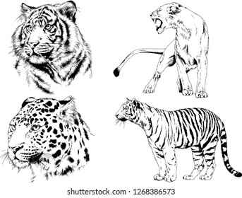 vector drawings sketches different predator , tigers lions cheetahs and leopards are drawn in ink by hand , objects with no background
