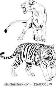 vector drawings sketches different predator , tigers lions cheetahs and leopards are drawn in ink by hand , objects with no background