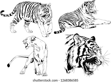 vector drawings sketches different predator , tigers lions cheetahs and leopards are drawn in ink by hand , objects with no background