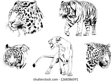 vector drawings sketches different predator , tigers lions cheetahs and leopards are drawn in ink by hand , objects with no background