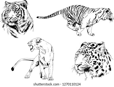 vector drawings sketches different predator , tigers lions cheetahs and leopards are drawn in ink by hand , objects with no background
